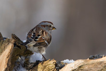  American Tree Sparrow In Winter