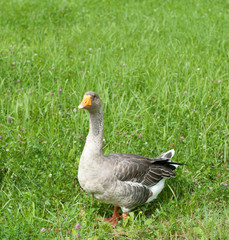 Wall Mural - Grey goose on green grass