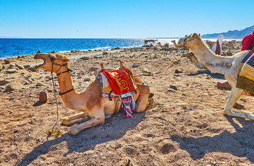 Canvas Print - Camels on Dahab beach, Sinai, Egypt