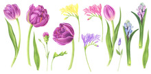 Clipart With Tulips, Freesia And Hyacinths, Watercolor Painting. For Design Cards, Pattern And Textile.