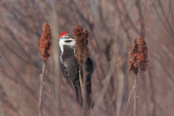 Sticker - pileated woodpecker in winter