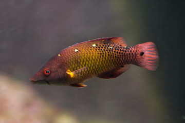 Wall Mural - Diana's hogfish (Bodianus diana).