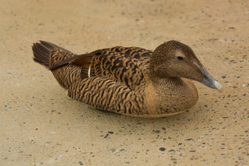 Wall Mural - Eider duck. (Somateria mollissima).