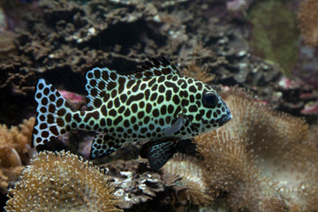 Wall Mural - Harlequin sweetlips (Plectorhinchus chaetodonoides).