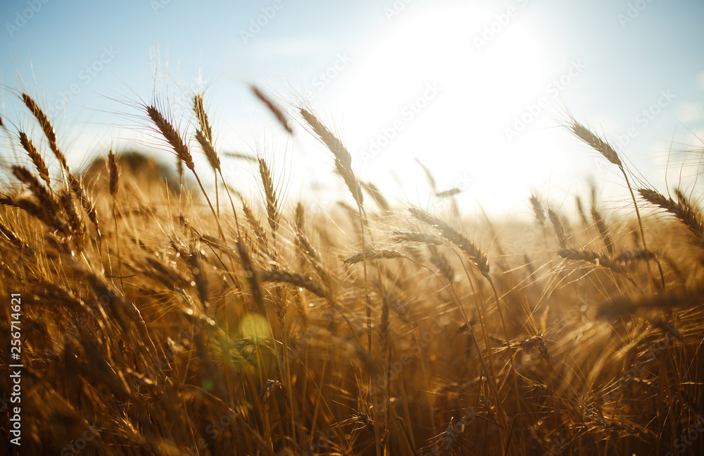 Amazing agriculture sunset landscape.Growth nature harvest. Wheat field natural product. Ears of golden wheat close up. Rural scene under sunlight. Summer background of ripening ears of landscape. - obrazy, fototapety, plakaty 