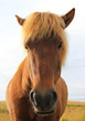 Horse closeup (iceland)