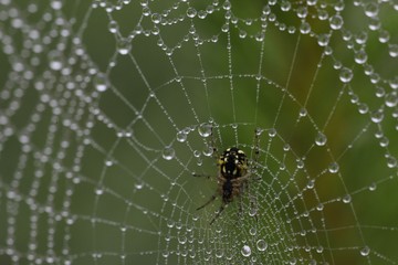 The spider web (cobweb) closeup background.