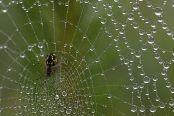 The spider web (cobweb) closeup background.