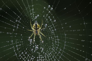 The spider web (cobweb) closeup background.
