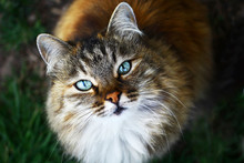 Close Up View On A Fluffy Blue Eyed Cat Portrait