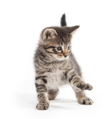 Canvas Print - Cute tabby kittn with paw up