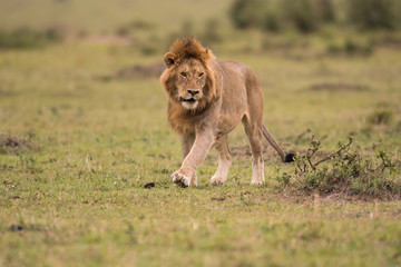 Sticker - Male African lion in Masai Mara, Kenya