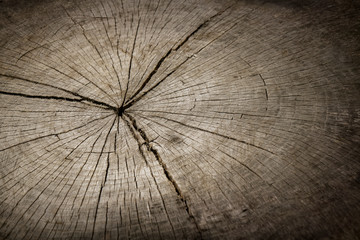 Wall Mural - closeup macro of end cut of wood tree section with cracks and annual rings. dark flat cracked rough 