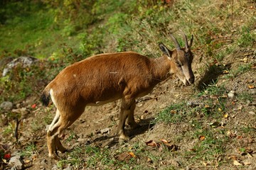 Wall Mural - wild mountain goat.artvin/savsat 