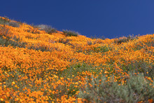 California Poppies Landscape During The 2019 Super Bloom