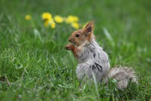 A Squirrel Eats Walnuts In The Garden.artvin 