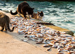 © Mustafa - cats eating fish at the edge of the Bosphorus. cats eating fish by the sea. cats eating fish by the sea. cats in the throat of istanbul