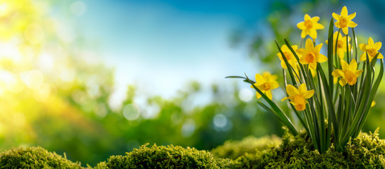 Fotomurales - Daffodil flower in the morning