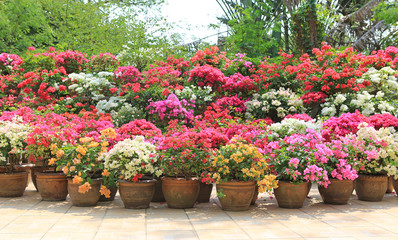 Sticker - Colorful bougainvillea paper flower in pot at the garden.