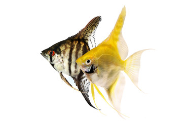 Poster - Angelfish pterophyllum scalare aquarium fish isolated on white 