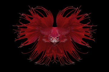 Poster - Halfmoon Betta Fish