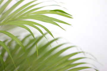 Wall Mural - green tropical palm leaf with shadow on white wall