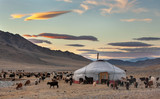 Fototapeta  - goats surrounding a yurt in Western Mongolia