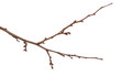 © toomler - dry apricot tree branch. isolated on white background
