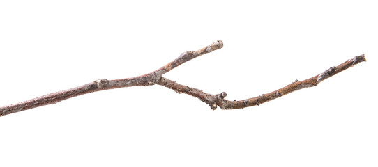 dry branch of a walnut tree. isolated on white background