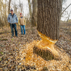 A man studies the activities of the Beavers.