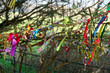 Colourful Ribbons Tied to a Tree