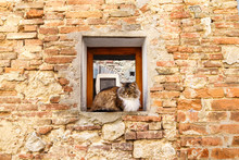 Fat Fluffy Cat Sitting By The Window Of The Ancient Stone House. Travel Italy.