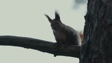 Shot From Down To Up Of Squirrel That Climbing In Slow Motion.