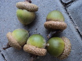  acorns