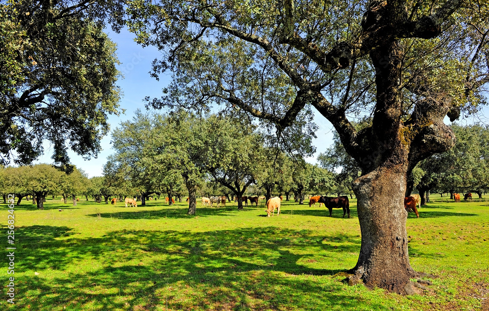 Breeding beef cattle in the pasture farm near Plasencia, spring in Extremadura, Spain