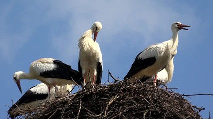 Wall Mural - Storks Nest on a Pole, Birds Family Nesting, Flock of Storks in Sky, Nature View