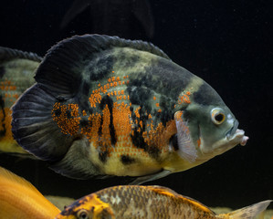 Wall Mural - Oscar fish (Astronotus ocellatus). Tropical freshwater fish in aquarium.