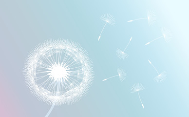 Wall Mural - white dandelion blown by wind on pastel gradient background.