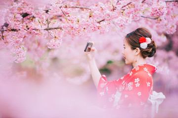 Wall Mural - Asian woman wearing kimono using smartphone with cherry blossoms,sakura in Japan.