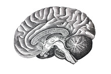 Illustration Of Brain From The Side In A Vintage Book Hygiene Course, S. Vishnevskiy, 1886