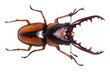 Lucanus cervus stag beetle isolated on white
