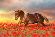 Red Horse With Long Mane Run Gallop On Red Poppy Flowers