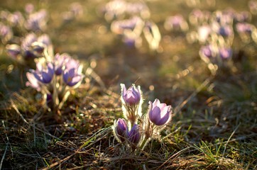 spring flowers in grass