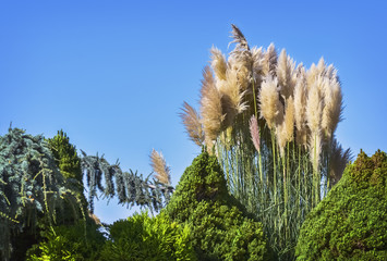 Wall Mural - Plants in spring