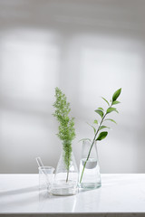 Wall Mural - clear water in glass flask and vial with natural green leave in biotechnology science laboratory bac
