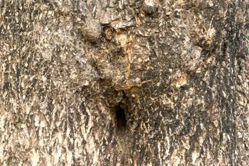 Background with the texture of an old tree with knots and cracks. Detailed macro of old wood surface.