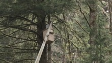 Person In Lift Doing Tree Maintenance In Forest
