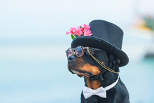 Black Dog Of Breed A Rottweiler. Dog In A Black Hat And Glasses On The Background Of The Sea. Hat Decorated With Pink Flowers. Pet.