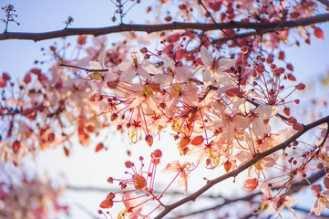 pink flora flowers branch blooming against blue sky in summer season