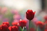 Fototapeta Tulipany - Close up of red tulips in the garden
